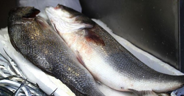 Batı Karadeniz'deki 'Levrek Kıtlığında' 3 Balık 1600 Liraya Alıcı Buldu