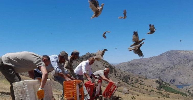 Bayburt'ta kınalı keklikler özgürlüklerine kavuştu! Bin adet kınalı keklik doğaya salındı