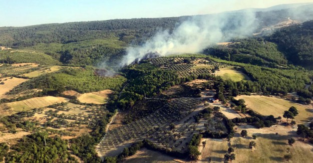Bergama'da 3,5 Hektarlık Ormanlık Alan Yandı