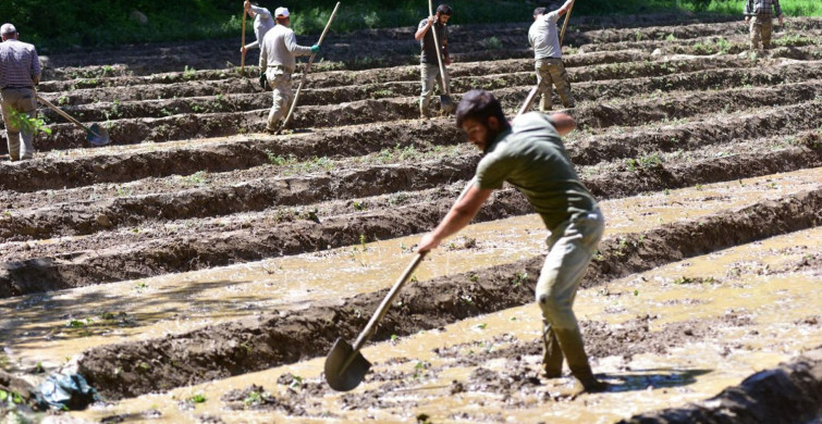 Bitlis'te Çiftçiler Çareyi İmece Usulü Çeltik Ekiminde Buldu