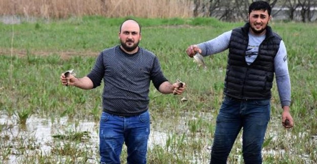 Boğazköy Barajı'nda Sular Çekilince Vatandaşlar Çuvalla Balık Topladı