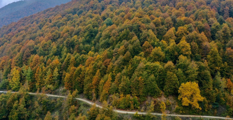 Bolu Dağı'nda Sonbahar Renkleriyle Yolculuk Keyfi