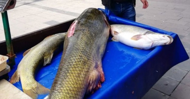Botan Çayı'nda 120 Kiloluk Turna Balığı Yakalandı