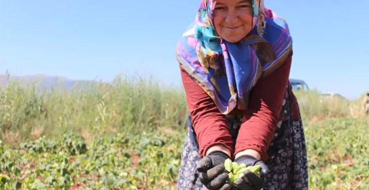 Bu sebzenin fiyatı altın ile eşdeğer! Kurusu ise tam dört katı fiyatında