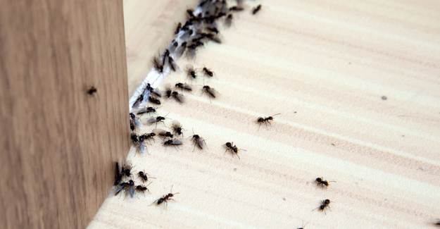 Bu Yöntemlerle Karıncalardan Kurtulun