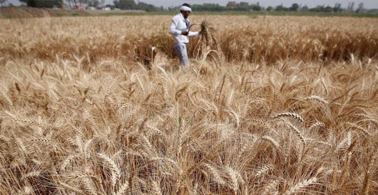 Buğday ve Mısırın Gümrük Vergileri Sıfıra İndirildi