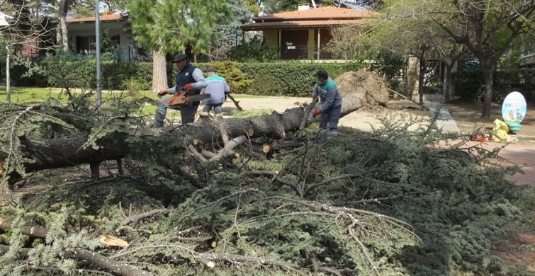 Burhaniye’de Fırtına Nedeniyle Asırlık Ağaç Kökünden Söküldü