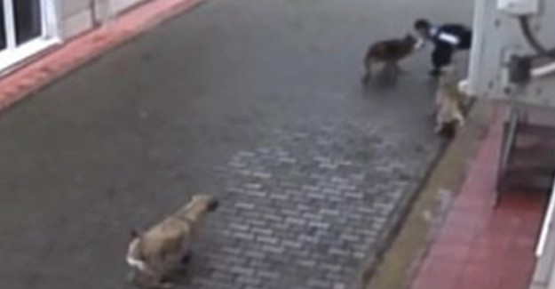 Bursa’da Köpek Saldırısı
