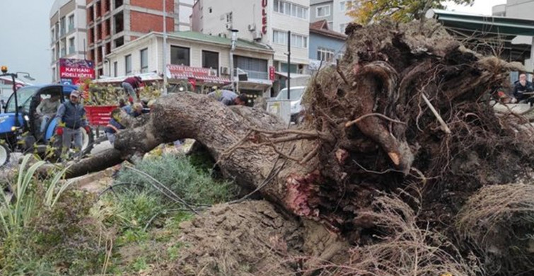 Bursa'da Şiddetli Lodos 270 Yıllık Çınar Ağacını Kökünden Söktü