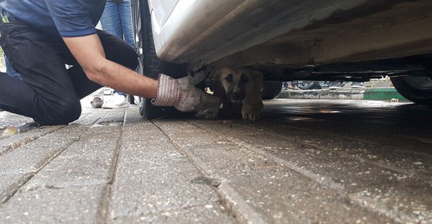 Bursa'da Sıkışan Yavru Köpeği İtfaiyeci Kurtardı