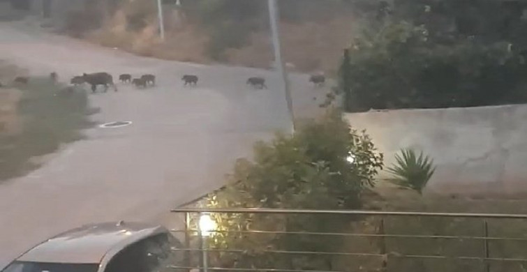 Bursalılar gördüklerine inanamadı! Sokağa çıktılar domuzlarla karşılaştılar! Domuzlar şehir merkezinde