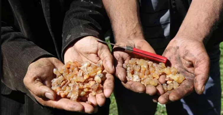 Çam sakızının kilosu bin lirayı geçti: Fiyatı adeta altınla kapışıyor!