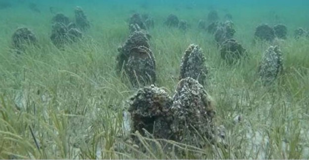 Çanakkale Boğazı'nda 'Pina' Mezarlığı Görüntülendi