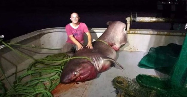 Çanakkale'de Balıkçı Ağlarına 1 Tonluk Balık Takıldı