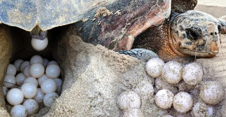 Caretta Carettalarla İlgili Endişelendiren Açıklama