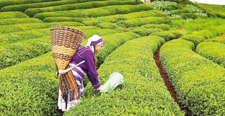 Çay kanunu teklifi hangi düzenlemeleri içeriyor? Çay kanun teklifi TBMM'de