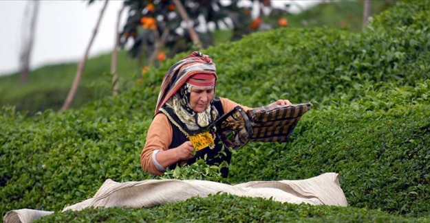 Çay Üreticileri Nasıl İzin Belgesi Alacak? Detaylar Belli Oldu