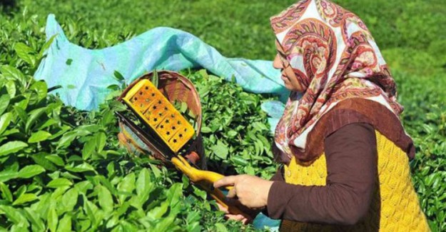 ÇAYKUR, Organik Çayın Taban Fiyatını 5.80 Olarak Açıkladı