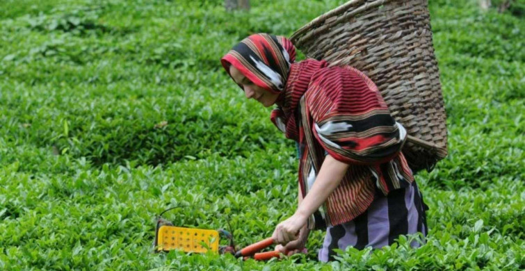 ÇAYKUR yaş çay alım fiyatları ne kadar oldu? 2022 Kuru çaya ne kadar zam geldi?