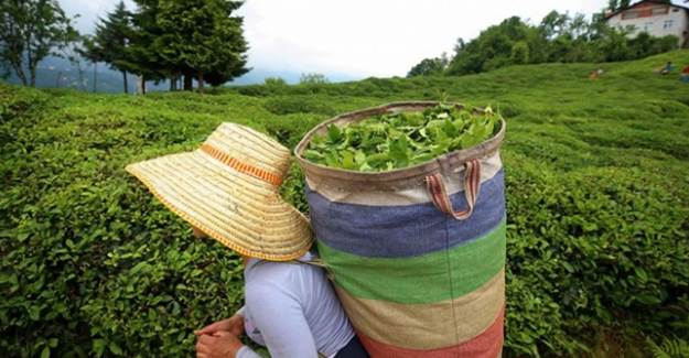 ÇAYKUR'da Yaş Çay Bedeli Ödemelerine Başlandı