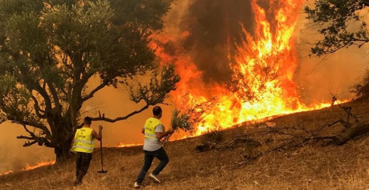 Cezayir orman yangınları ile boğuşuyor! Çok sayıda ölü var