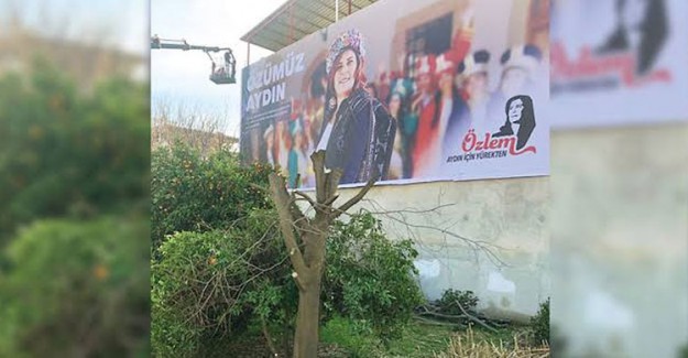 CHP'li Aydın Büyükşehir Belediye Başkanı Özlem Çerçioğlu, Kendi Afişini Kapatan Ağaçları Kestirdi