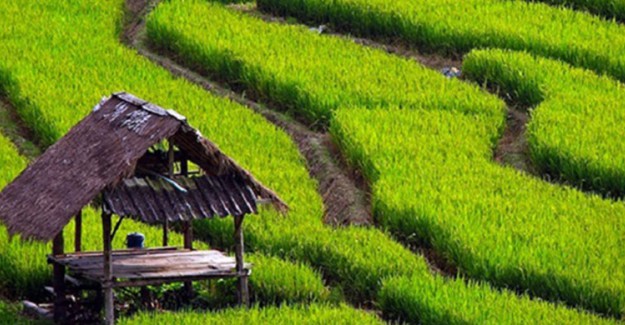Çin'de Genetiği Değiştirilmiş Yeni Bir Pirinç Türü Geliştirildi