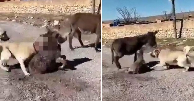 Çoban Köpeklerini Eşek Yavrusuna Saldırtan Cani Yakalandı!