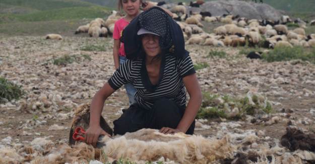 Çobanlık Yapan Genç Kız: Belki Nefret Ettiğiniz Hayatınız Birinin Hayalidir, Değerini Bilin
