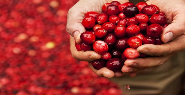 Cranberry nedir, nasıl tüketilir? Bin bir derde deva olan turna yemişi faydaları şaşırttı!