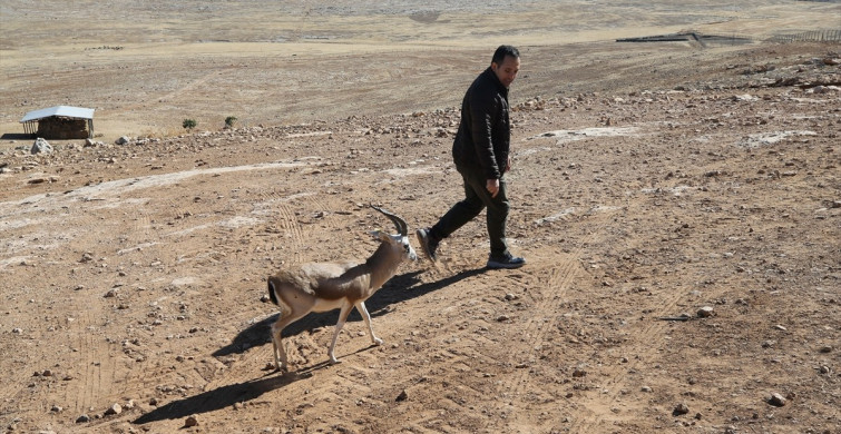 Cumali, Şanlıurfa'nın Yeni Maskotu