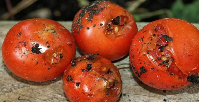 Çürüyen domateslerin etkileri şaşırttı: Sakın çöpe atmayın! İşte çürük domateslerin faydaları