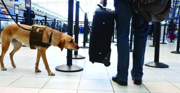 Dedektör Köpekler Havalimanlarında Parayı da Koklayacak