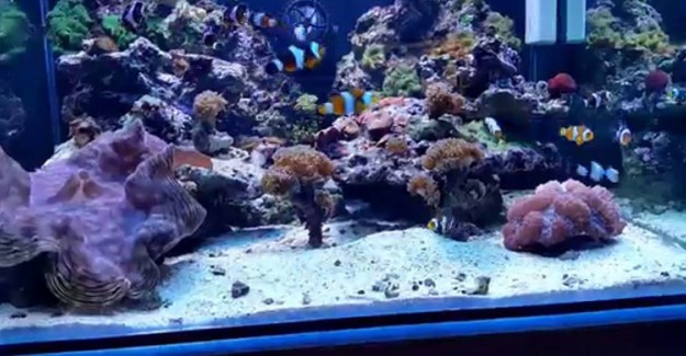 Deniz Akvaryumu