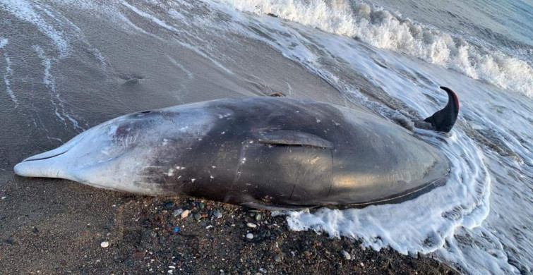 Deprem doğal yaşamı da etkiledi: 7 balina cesedi sahile vurdu