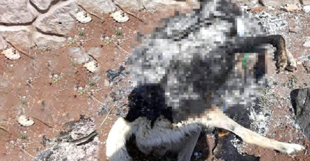 Diyarbakır'da Yakılmış Köpek Cesedi Bulundu