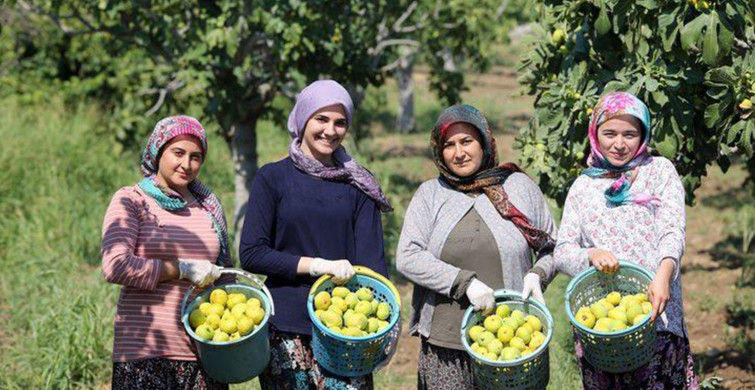 Dünyaca Ünlü Aydın İncirinde Hasat Başladı!