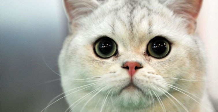 Dünyada İlk Yaşandı: Bir Kedi Koronavirüs Sebebiyle Öldü