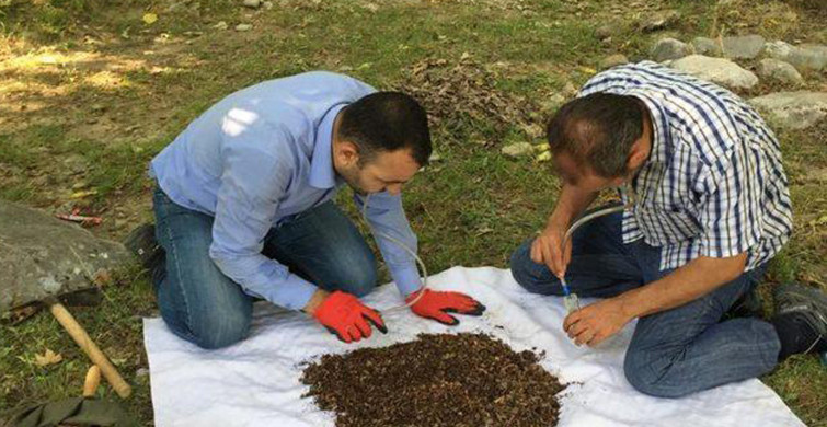 Dünyada Sadece Kahramanmaraş'da Yaşıyor! Yeni Keşfedilen Örümceğe 'Turkocranum' Adı Verildi