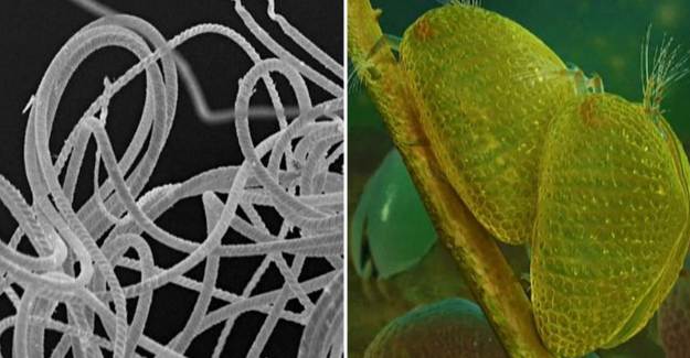 Dünyanın, 100 Milyon Yaşındaki En Eski Hayvan Spermi Keşfedildi