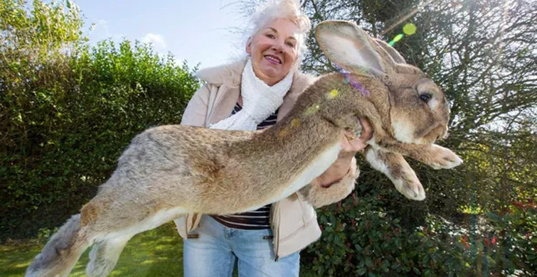 Dünyanın En Büyük Tavşanı Çalındı: 1000 Sterlin Ödül Koyuldu