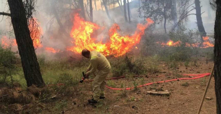 Edirne'de korkutan orman yangını! Ekipler ve vatandaşlar yangına müdahale ediyor