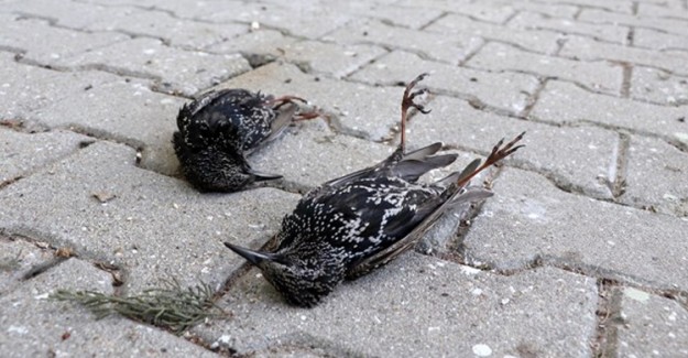 Edirne’de Sıklıkla Görülen Kuş Ölümleri Şüphe Yarattı! 