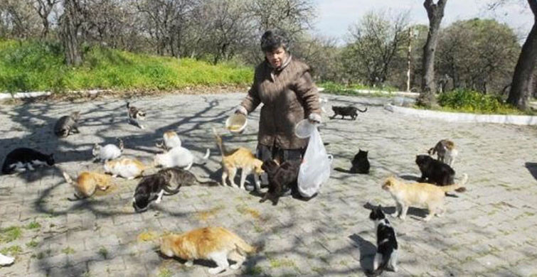Emekli Hemşire 17 Yıldır Kendini Sokak Kedilerine Adadı