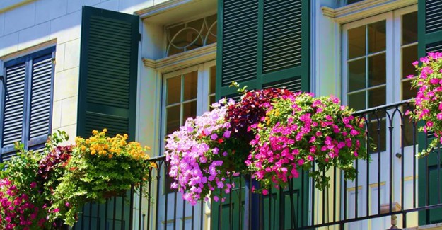 En Güzel Balkon Çiçekleri Hangileri?