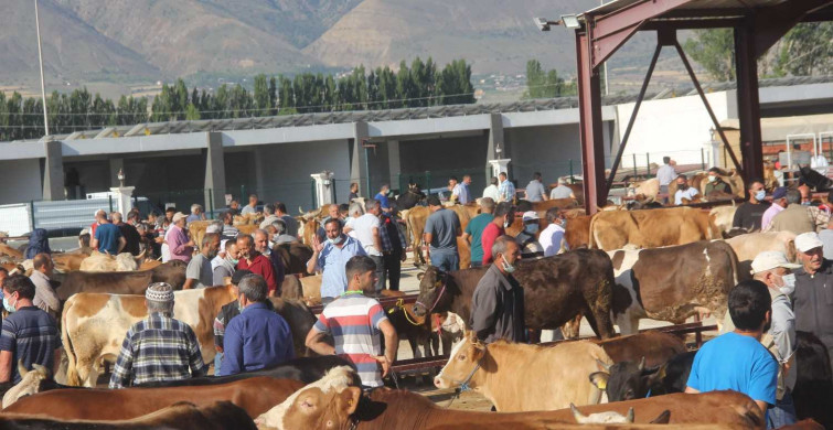 Erzincan kurbanlık fiyatları ne kadar? 2022 Erzincan büyükbaş, küçükbaş kurbanlık hisse fiyatları