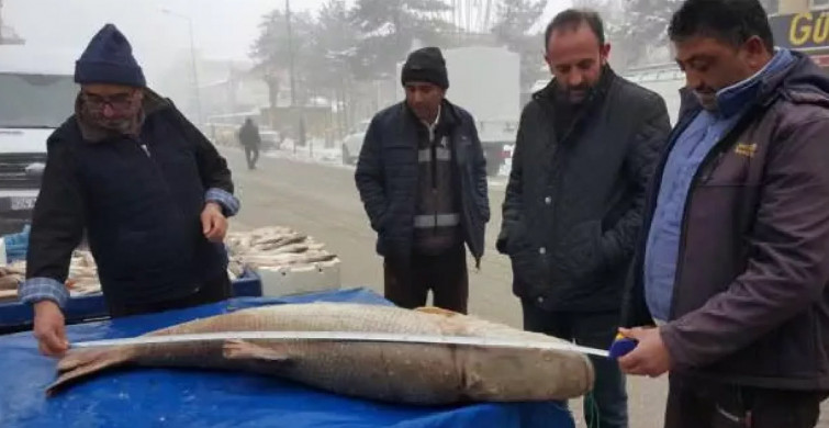 Erzincan'dan Yakalanan Devasa Turna Balığı Görenleri Şaşkına Çevirdi!