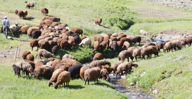 Erzurum'da 7 Bin Lira Maaşa Çalışacak Çoban Yok