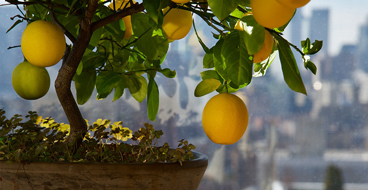 Evde Limon Ağacı Nasıl Yetiştirilir?