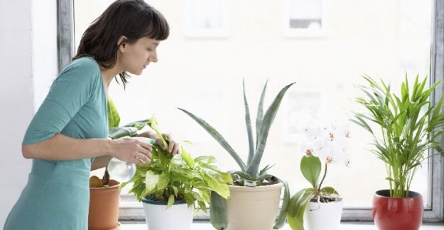 Fazla Sulanmış Bitkileri Kurtarmak İçin Bunları Deneyin